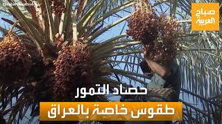 موسم حصاد التمور في العراق.. ممنوع ضرب النخلة أو \