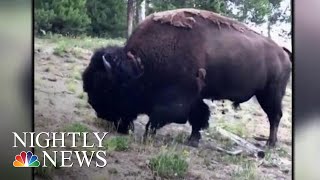 9-Year-Old Girl Thrown In The Air After Yellowstone Bison Attacks | NBC Nightly News