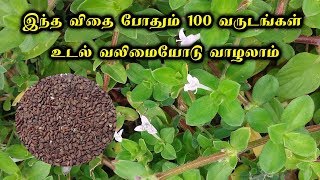 நத்தைசூரியின் அற்புதம் | நத்தைசூரி விதையின் பயன்கள் - Siththarkal ulagam