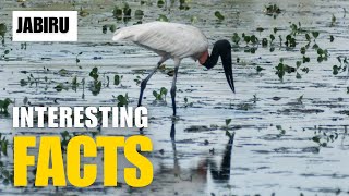 Exploring the Fascinating World of Jabiru | Interesting Facts | The Beast World