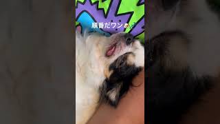 上目遣いしたって意味ねーぞ　#dog#pets#チワワ#Chihuahua#フレンチブルドッグ#shorts