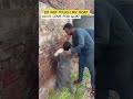Kid Crying for Goats #viralshorts #bakraeid2023 #bakraeidspecial #bakramandi #goats #qurbani