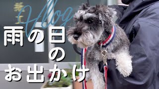 【Vlog】雨でも愛犬とお出かけ:室内ドッグラン:ドライブ【ミニチュアシュナウザー】