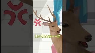 「ぬ～～げ～～～！」 #mydeerfriendnokotan  #しかのこ #しかのこのこのここしたんたん #shorts #shikanokonokonokokoshitantan