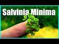 Salvinia Minima Floater Plant | Setting Up the 3.5 Gallon Tank! #Shorts