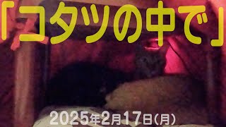 我が家の猫たち「コタツの中で」2025年2月17日(月) \