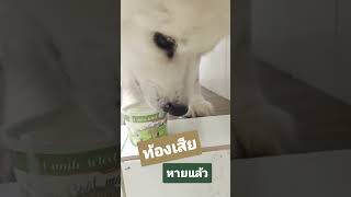 ท้องเสีย ลำไส้อักเสบสุนัขทำไมโยเกิร์ตช่วยได้ #petsmile