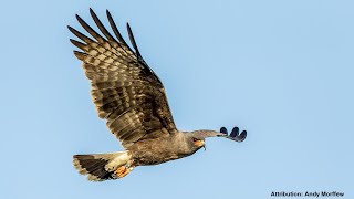 Florida Snail Kites Hunting Snails