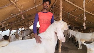 Jayanti Bhai Kalu Bhai Hyderabadi Patira Breeding Setup Unja Gujarat | Pura Gujarat Leta Hai Maal.