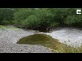 river teme dries up from uk heatwave