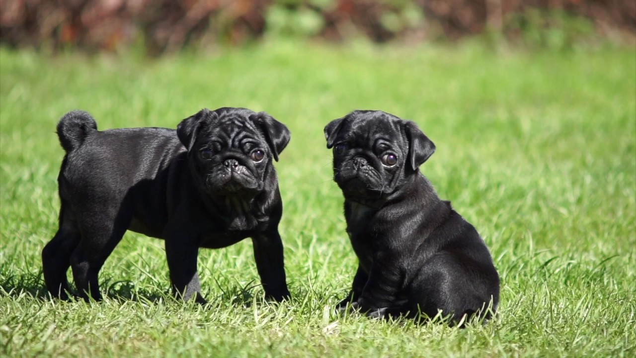 Black Pug Puppies. - YouTube