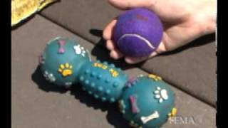 Get Your Pets Ready For Emergencies