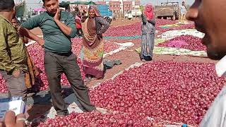 shamgarh Mandi bhav टुडे शामगढ़ मंडी प्याज की लाइव जोरदार शानदार तेजी ऊपर में ₹8 किलो और नीचे मे