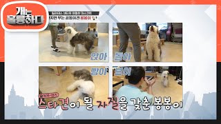 나름대로 가방끈(?) 있는 스타견 자질이 다분한 봉봉이☆   [개는 훌륭하다/Dogs Are Incredible] | KBS 201123 방송