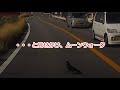 【ドラレコ】車道を歩いて渡るカラスの末路