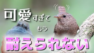 見たことを必ず後悔する野鳥動画がこちら