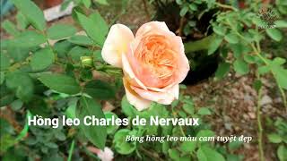 Hồng leo Pháp nổi tiếng - Charles de Nervaux rose: Hoa sai lại thơm