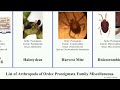 list of arthropoda of order prostigmata family miscellaneous. mites demodex eutarsopolipus marine