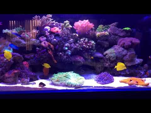The WOW factor of a good tank! The WOW factor of a good tank!