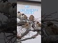 鳴きながら寒さを凌いでいるスズメ達 birdwatching