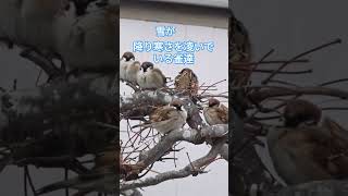 鳴きながら寒さを凌いでいるスズメ達 #birdwatching