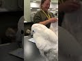 Cockatoo Shopatoo - Benji Revels In The Adoration He Receives During The Check Out Process!