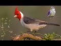 el pájaro cardenal🐦 el original mar azul