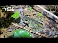 森出るときにもリュウキュウカジカガエル 2023.6.24