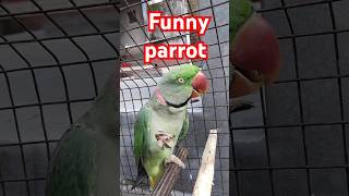 @krishik6549 #funny parrot #মজার কথা বলা টিয়া পাখি#viral talking funny parrot 🦜🦜