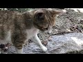 どこ行くの？その瞳で見られると帰れない。公園地域猫動画japanese cat video