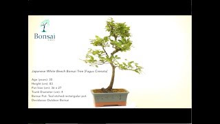 Japanese Beech Bonsai For Sale (Fagus Crentata)