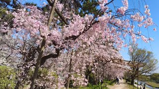 京都・鴨川「半木の道」のシダレザクラ　Weeping cherry trees along the Kamogawa River in Kyoto.　京都鴨川沿岸的垂枝櫻花樹。