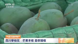 [中国三农报道]千县万品好物产 四川攀枝花：芒果丰收 助农增收|农业致富经 Agriculture And Farming