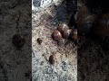 Lots of snails. creepy!!!