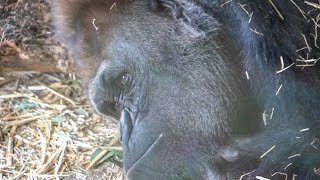 Silverback Haoko works hard to protect his family❤️｜Gorilla｜UENO ZOO｜上野動物園｜ゴリラ｜S1E042