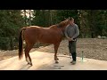 Tips to Handle Your Horse's Feet - Your Farrier will Thank YOU!