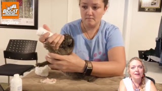 Bottle-Feeding Bobcat Kittens at Big Cat Rescue in Tampa, FL