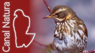 Zorzal alirrojo (Turdus iliacus) Redwing