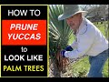 Yucca bushes How to Prune Yuccas make them look like Palm Trees