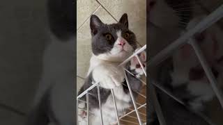 高いところへ登ってみるとむちむちがわかるそう　#猫　#ショート　#猫動画