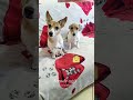 sono passati 3 anni dal quel brutto periodo merybijouesciarpina jackrussell comedy