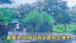 凱米颱風天#阿母叫鹿老大載我去鹿和住幾天#鹿和訓犬學校#鹿和狗狗專屬旅館#鹿大訓犬