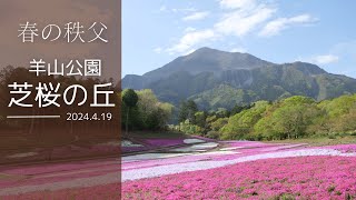 羊山公園芝桜の丘が見頃です　2024.4.19