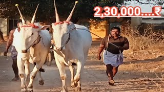 Super hallikar dheshiya Seema bull's sales || +91 87903 84912 ||@ganafarmercreations....