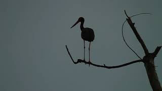 შავი ყარყატი - Black Stork - Ciconia nigra