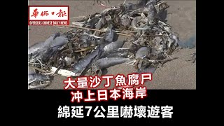 华侨日报时事新闻：26-03-2024  大量沙丁鱼腐布满日本海岸 绵延7公里吓坏游客