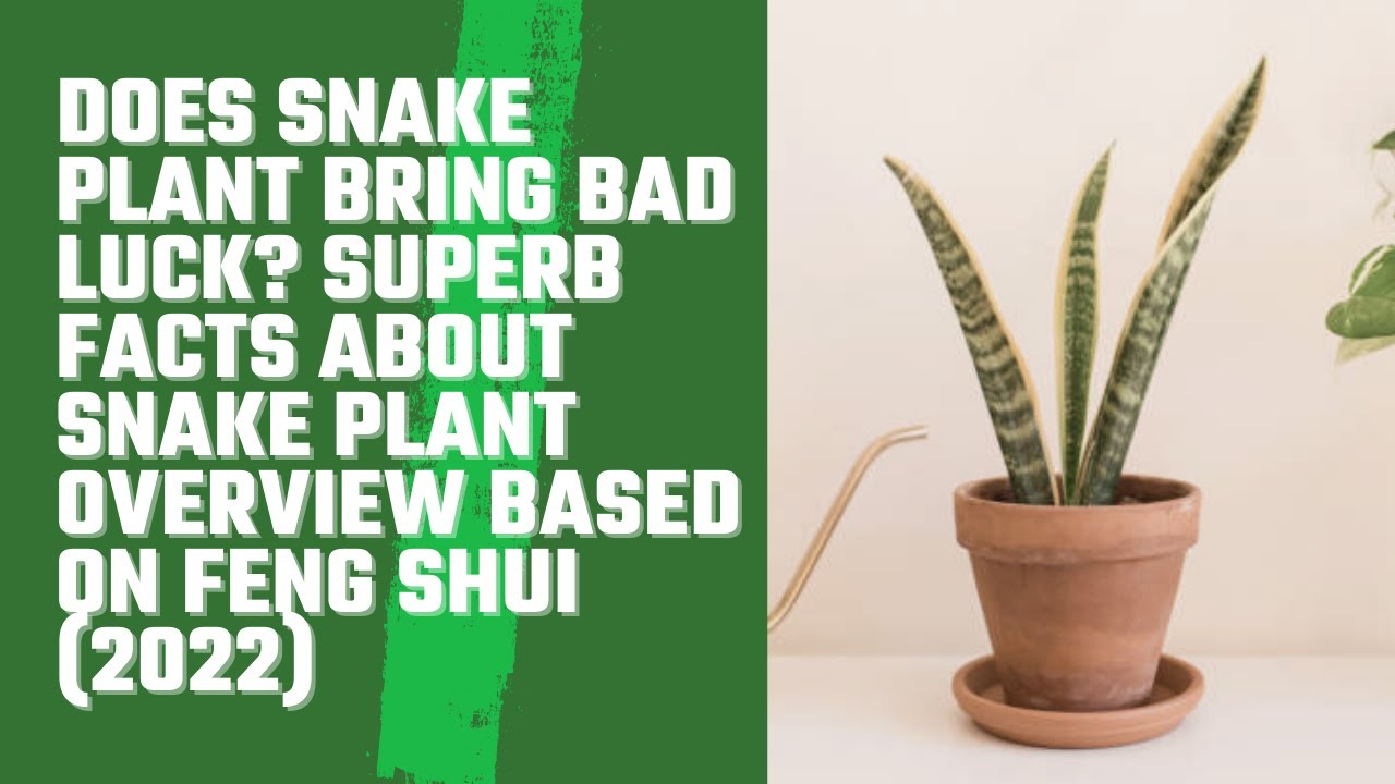 Snake Plant Bedroom Feng Shui | Psoriasisguru.com