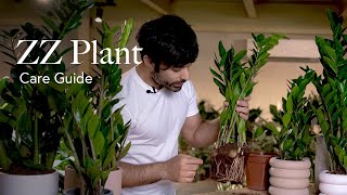 ZZ Plant Care Guide - Pick, Placing, and Parenting Your Plant