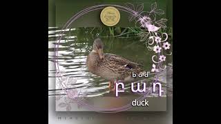 Բադ (bad) Duck 🦆  | Armenian Basics #Miasin #Miasinlearnarmenian