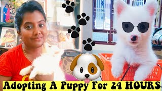 I Adopted a Puppy For 24 Hours Challenge | Ani's Tamil Lifestyle